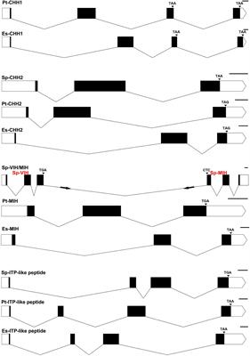 Comparative Genomic and Transcriptomic Analyses of CHHs and Their Putative Receptors in Scylla paramamosain, Portunus trituberculatus, and Eriocheir sinensis